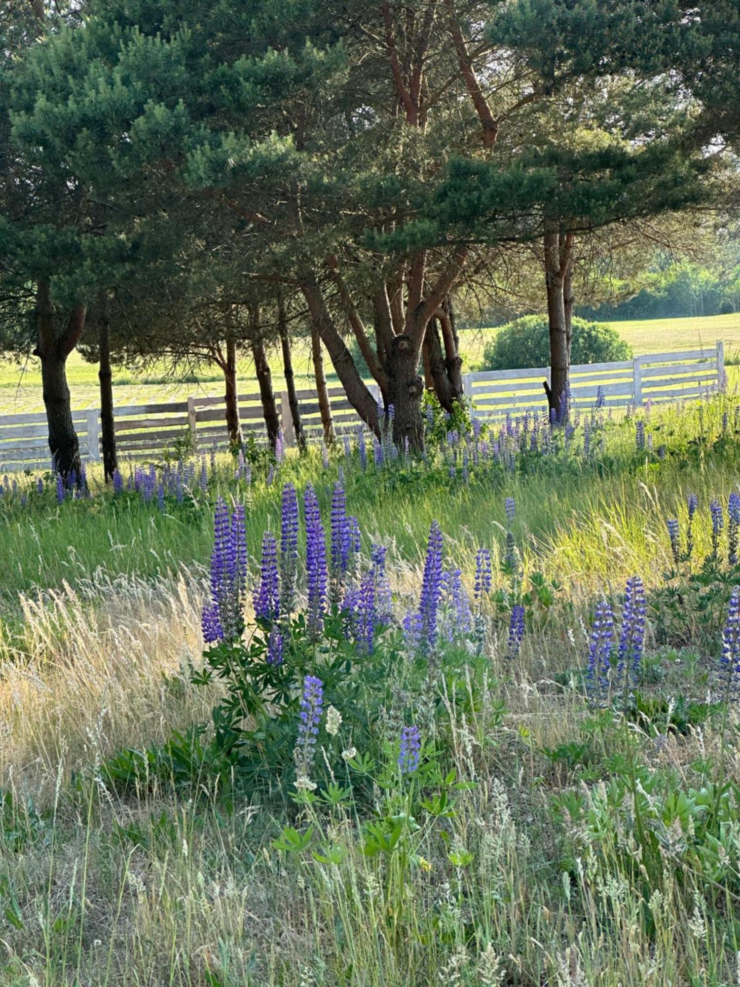 Gizycko-Przerwanki Domki Widok Na Mazury Extérieur photo